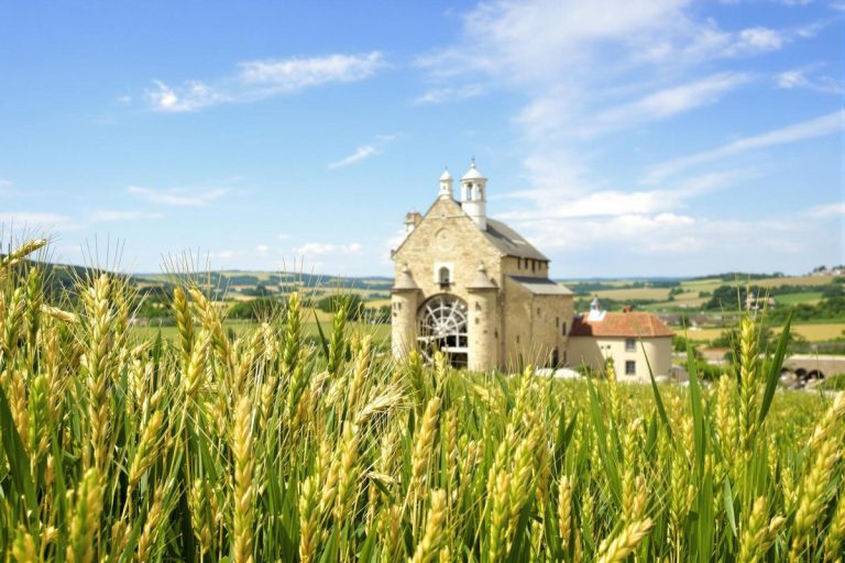 Farine bio du tarn : tradition et saveurs authentiques.jpg