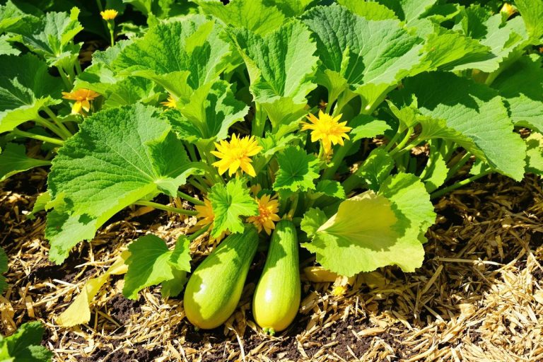 Courgettes : l'astuce imparable pour une récolte abondante au jardin.jpg